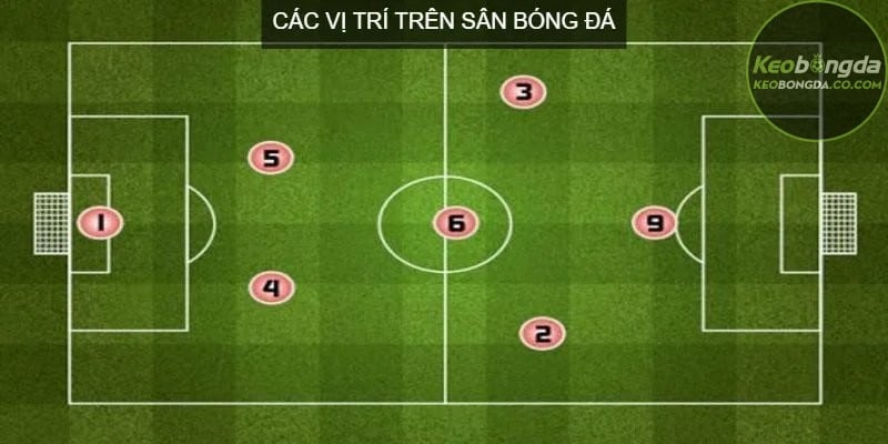 Các vị trí tiền vệ trên sân bóng đá