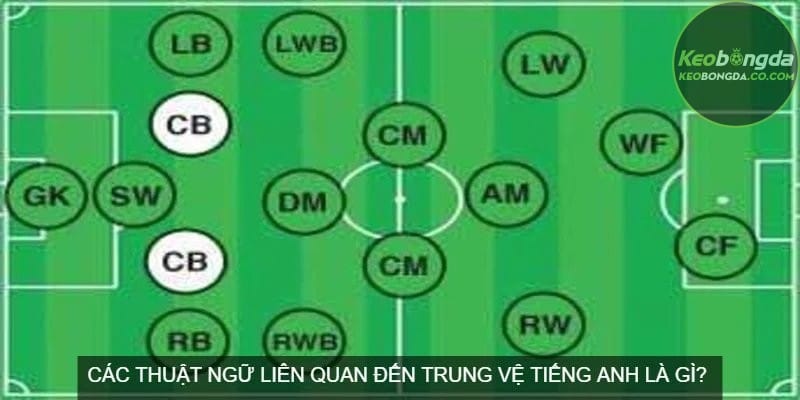Các thuật ngữ liên quan đến trung vệ tiếng Anh là gì?